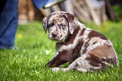 High angle view of puppy on field