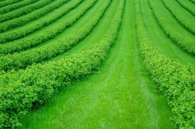 Full frame shot of fresh green field