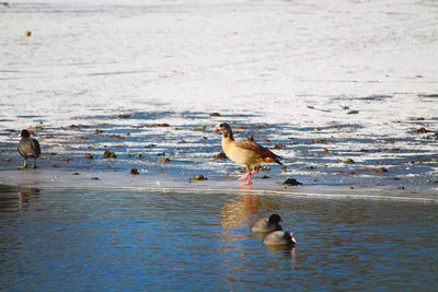 Ducks swimming in lake