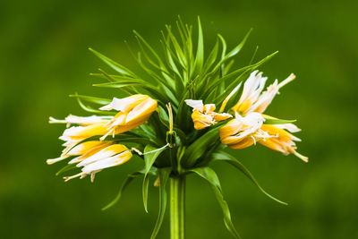 Close-up of yellow flowering plant