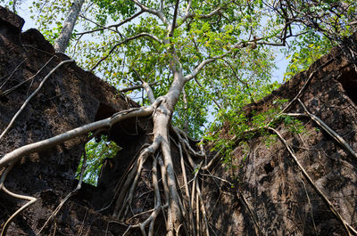 Low angle view of trees in forest