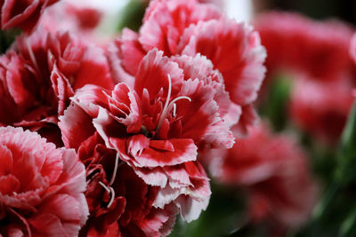 Close-up of pink rose flower