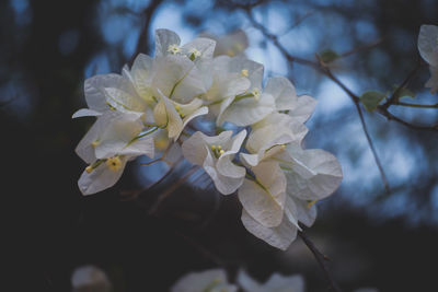 Close-up of white cherry blossom tree