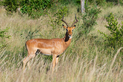 Side view of deer standing on grass