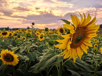 Close-up of sunflower on field against sky