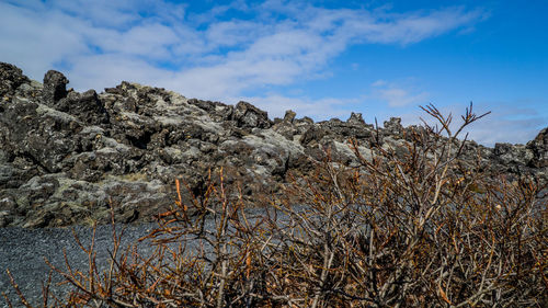Low angle view of trees against sky