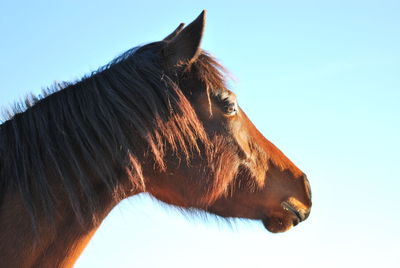 Close-up of a horse against clear sky