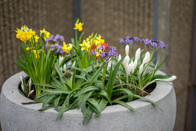 Close-up of flowering plant in pot