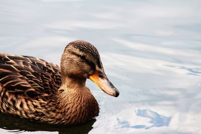 Close-up of duck swimming in lake