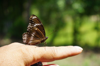 Close-up of butterfly on hand