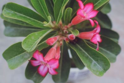 Close-up of pink flowering plant