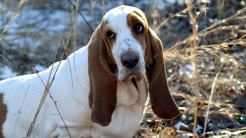 Portrait of dog on snow covered land