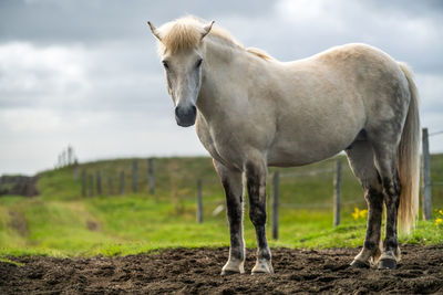 Horse standing in a field