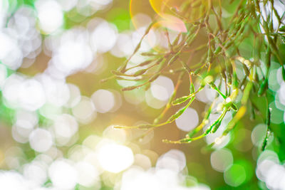 Close-up of plants