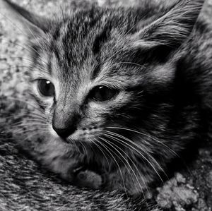 Close-up portrait of cat