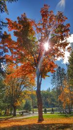 Sun shining through trees in park during autumn