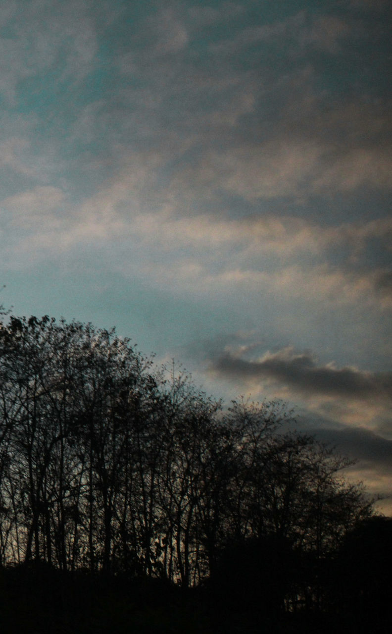 SILHOUETTE OF TREES AND CLOUDY SKY