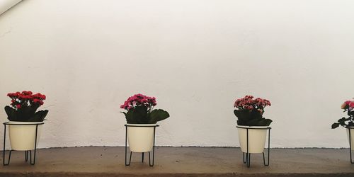 Potted plants against wall