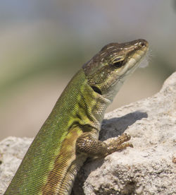 Close-up of lizard