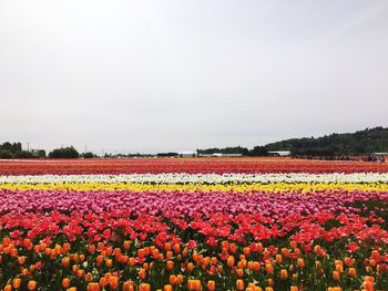 Scenic view of flower field against cloudy sky