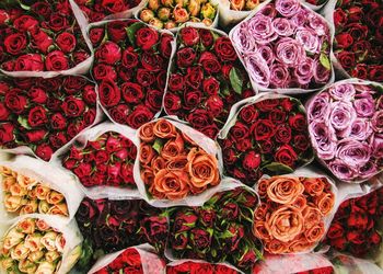 Full frame shot of multi colored roses