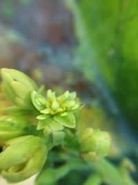 Close-up of plant