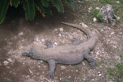 High angle view of lizard on field