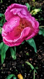 Close-up of raindrops on pink rose