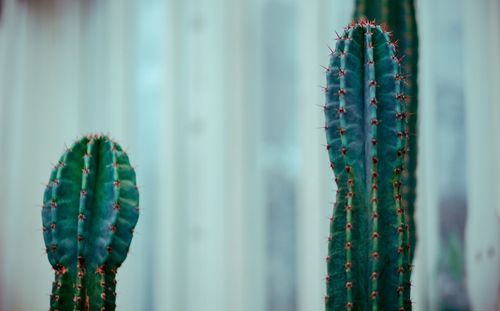 Close-up of cactus plant