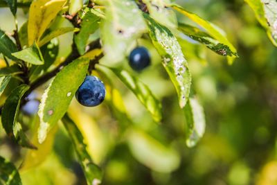 Close-up of raindrops on plant