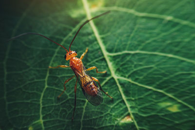 Close-up of insect on leaf