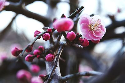 Close-up of pink flowers on tree