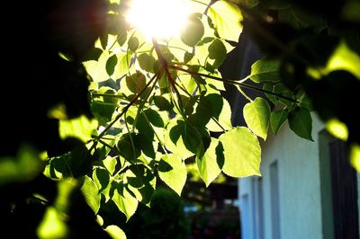 Close-up of fresh green leaves