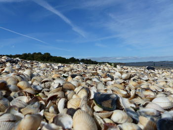 Close-up of pebbles on beach against sky