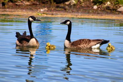 Ducks swimming in lake