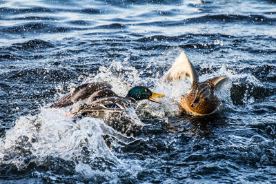 Quarrel between a female and a male mallard or wild duck, anas platyrhynchos