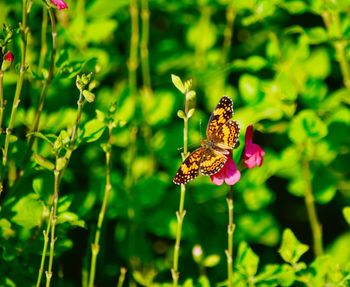 Close-up of butterfly pollinating on purple flower