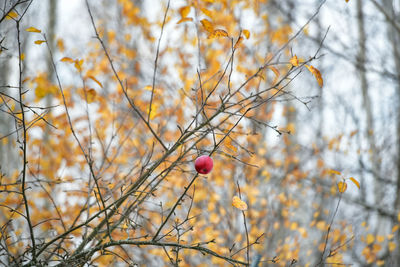 Low angle view of berries on tree during autumn