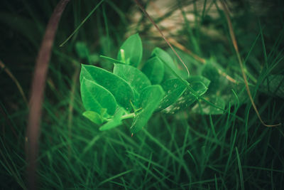 Close-up of fresh green grass