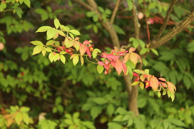 Close-up of flowers blooming outdoors