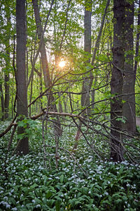 Sunlight streaming through trees in forest