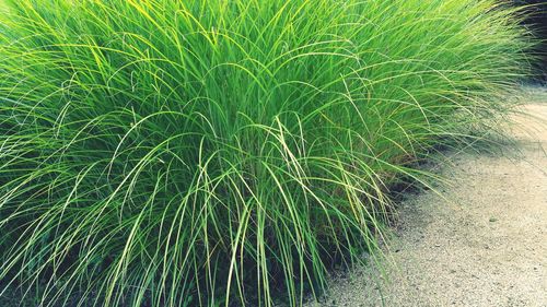 Plants growing on field