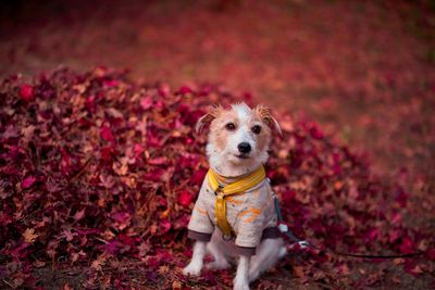 Portrait of a dog on autumn leaves