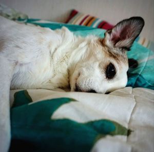 Cat resting on bed