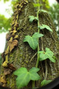 Close-up of plant