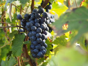 Close-up of grapes growing in vineyard