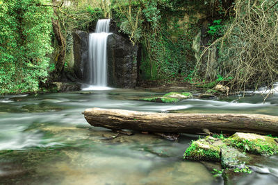 Scenic view of waterfall in forest