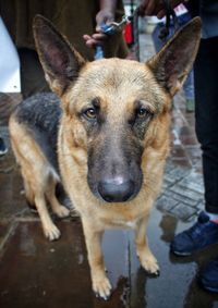 Close-up portrait of dog