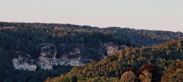 Scenic view of forest against clear sky