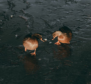 High angle view of ducks in lake